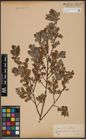 Foto von Salix aurita L. x Salix myrtilloides L.